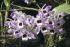 Dendrobium nobile Lindl